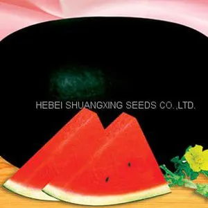 Black Jing Hybrid f1 Large Size Planting Watermelon Seeds thumbnail-1