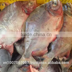 FROZEN RED POMFRET thumbnail-2