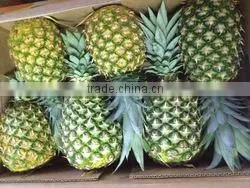 Fresh Pineapple ( Tropical Fruit) thumbnail-4