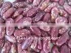 Purple Light Speckled Kidney Beans 2016 thumbnail-1
