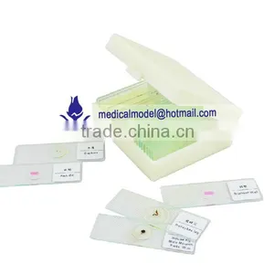 Microslide Microscope Glass Slide thumbnail-1