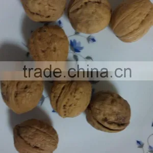 Walnut in Shell Size 30 mm thumbnail-1