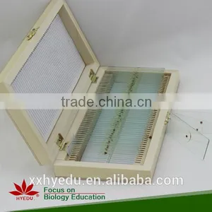 Amphiuma Microscope Prepared Slides Frog Tissue and Organ Slides Tadpole Prepared Slides thumbnail-2