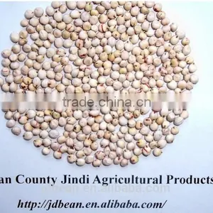 Chinese White Sorghum thumbnail-1