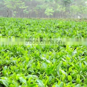 Moc Chau Green Tea, Son La TEA thumbnail-3