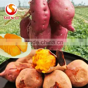 Sweet Potatos Snacks Ready to Eat Healthy Food thumbnail-5