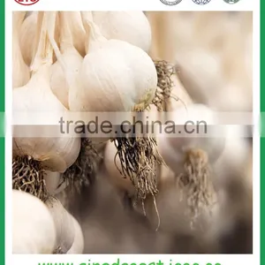 JNinxiang White Garlic in Mesh Bag or Carton thumbnail-3