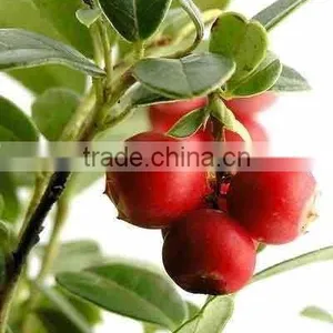GMP High Quality Natural Camu Camu Powder thumbnail-2