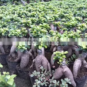 Ficus Microcarpa Live Plant Ginseng Bonsai thumbnail-3