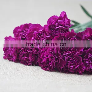 Wholesale Fresh Flowers Purple Carnation From China Flower Base thumbnail-2