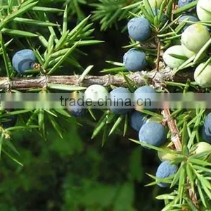 Juniper Leaf Oil thumbnail-1