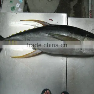 Frozen Yellowfin Tuna thumbnail-1