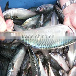 Seafood and Frozen Mackerel Fish Wholesale thumbnail-1