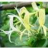 Honeysuckle Extract thumbnail-1