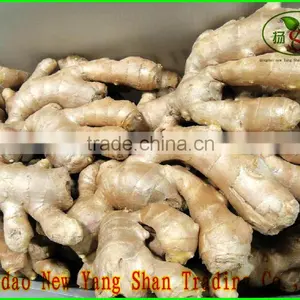 Sell Ginger In Martket Price Chinese Fresh/Dried Ginger Professional Ginger Seller thumbnail-1