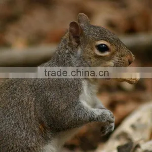 Best Quality Peanuts in Shell 30kg/bag for Sale With Lowest Price thumbnail-1