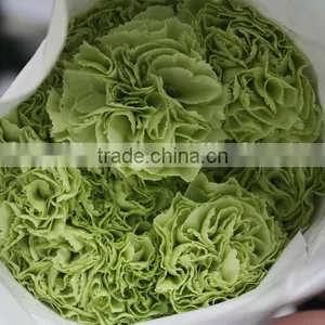 Various Hot-sale Fresh Flower of Green Carnation Flower thumbnail-1