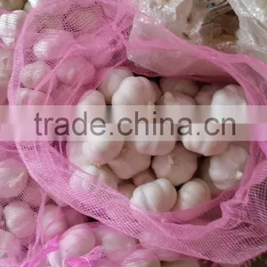 Fresh Garlic thumbnail-6