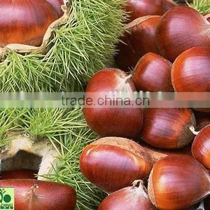 Fresh Sweet Chestnut for Sales thumbnail-1