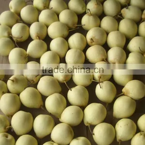 New Crop of China Fresh ya Pear for Hot Sale thumbnail-4