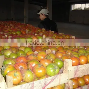 Fresh Tomato ( Silic - Cherry ) thumbnail-1