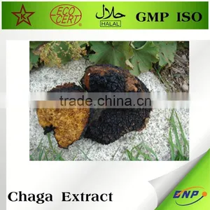Wild Chaga Mushroom Extract Powder thumbnail-3