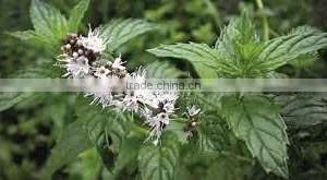 Natural Spearmint Oil/ Spearmint Essential Oil/ Spearmint Oil Price thumbnail-2