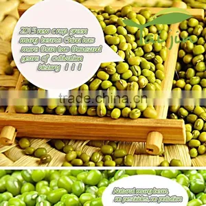 2015 Chinese New Crop Green Mung Bean,Green Mung Bean Seed thumbnail-1