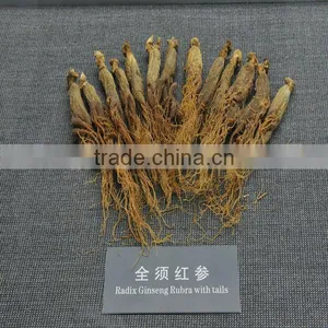 Red Ginseng thumbnail-2