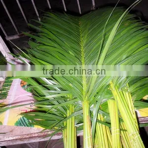 Export Cut Flowers and Plants thumbnail-1