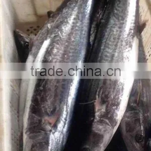 Fish Product Type And Horse Mackerel Variety Fresh Fish thumbnail-1