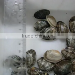 Choice Quality Frozen Vacuum Packed Cooked Short Necked Clam thumbnail-5
