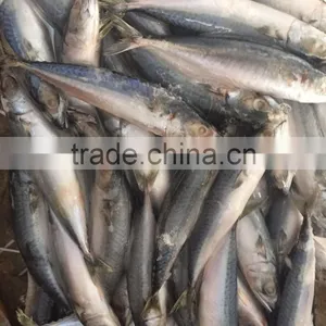 Below 150g Frozen Pacific Mackerel thumbnail-1