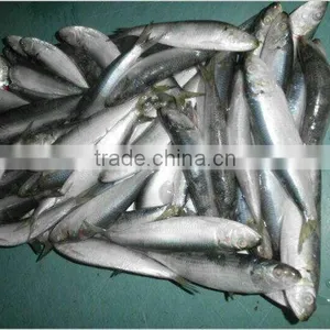 2016 High Quality Frozen Sardine for Bait thumbnail-3