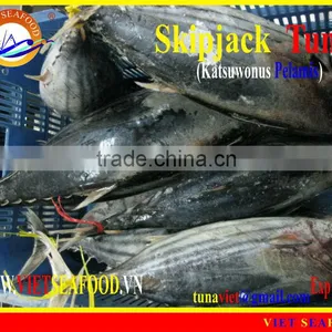 FROZEN SKIPJACK TUNA WHOLE ROUND thumbnail-1