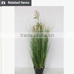 Natural Green Papyrus Scirpus Validus Potted Onion Grass thumbnail-3