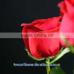 High Quality Ecuadorian Roses Export Fresh Cut Rose Flowers Carola Roses From Kunming thumbnail-4