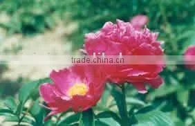 Herbaceous Peony Plant Root Chun Hong Jiao Yan thumbnail-1