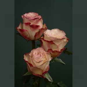 Imported Red Lip Roses Valentine's Day Photographer thumbnail-1