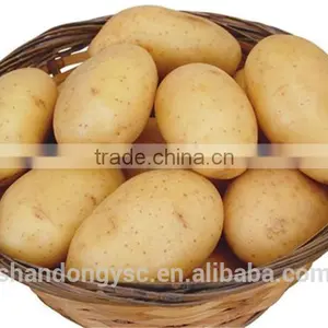 Sweet Fresh Potato thumbnail-4