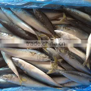 Hot Sale New Season Jack Mackerel thumbnail-1