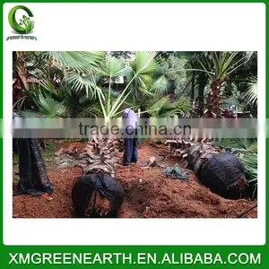 Washingtonia Robusta Palms Trunk 2-2.5m thumbnail-1