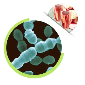 China Factory Supply Leuconostoc Mesenteroides Freeze Dried Probiotic Powder For Fruit Wine Sauerkraut And Vegetable Pickles thumbnail-1