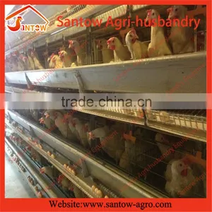 Stable Steel Structure Professional Chicken Egg Layer Cage Egg Layer House Design thumbnail-2