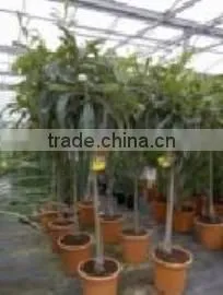 Eriobotrya Japonica, Loquat thumbnail-1