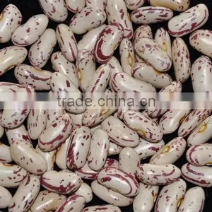 Chinese Big Size Light Speckled Kidney Beans American Round thumbnail-2