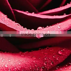 100% Pure Rose Essential Oil thumbnail-1