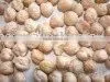 China Traditional Chickpea thumbnail-1