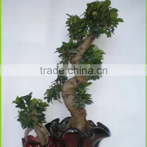 S Shaped Ficus Ginseng Microcarpa Bonsai Tree Banyan Ficus Indoor Ornamental Decorative Plants Nursery thumbnail-2