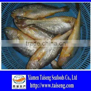 Frozen Farm Raised Fish Yellow Croaker With High Quality thumbnail-1